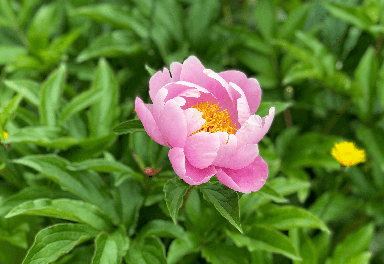 芍薬